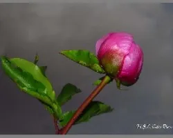 Flores hermosas