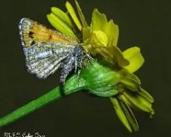 Muerte en las flores