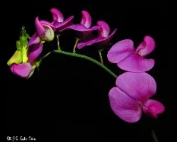 Flores hermosas