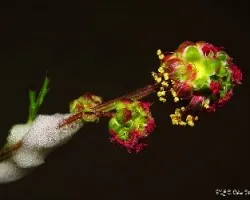 Flor silvestre