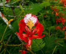 Delonix regia