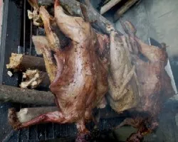 Sylvilagus floridanus