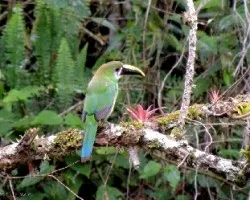 Aulacorhynchus prasinus