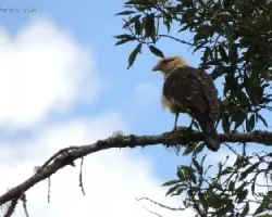 Milvago chimachima