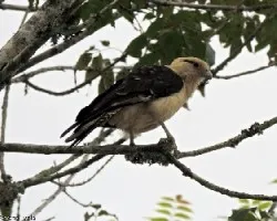 Milvago chimachima