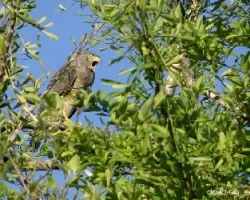 Buteo magnirostris