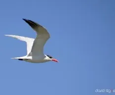 Hydroprogne caspia