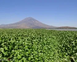 Ninfas y el volcán