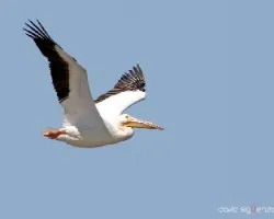 Pelecanus erythrorhynchos