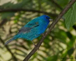 Passerina cyanea