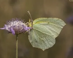 Gonepterix clopatra
