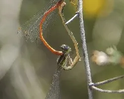 Ceriagrion tenellum