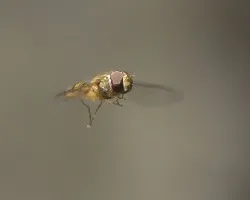 Episyrphus balteatus