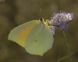 Gonepterix clopatra