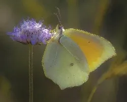 Gonepterix clopatra