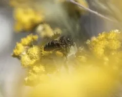 Entre las flores