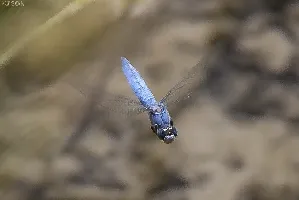 Orthetrum brunneum