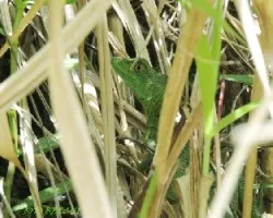 Basilisco