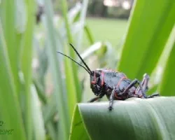 Langosta