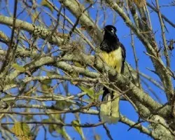 Cyanocorax chrysops