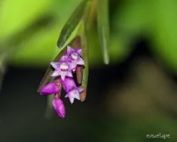 Isochilus linearis 