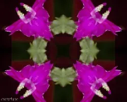 Muy coloridos!!!