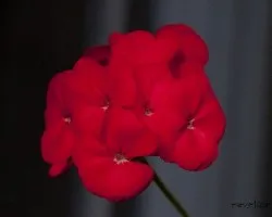 Pelargonium zonale
