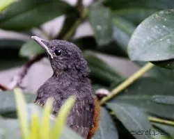 Turdus rufiventris