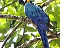 Ara ararauna