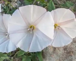Convolvulus arvensis