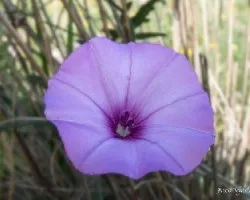 Convolvulus althaeoides
