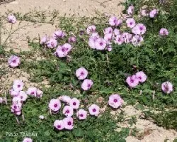 Convolvulus althaeoides