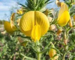 Lotus cornicolatus