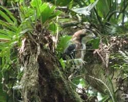 Spizaetus ornatus