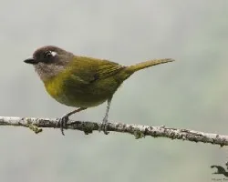Chlorospingus ophthalmicus