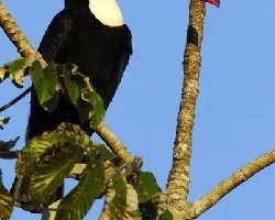 Ramphastos toco