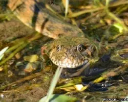 Natrix natrix