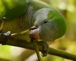 Myiopsitta monachus