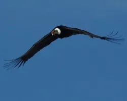 Vultur gryphus