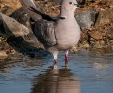 Streptopelia decaocto