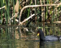 Fulica rufifrons