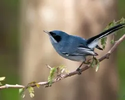 Polioptila dumicola