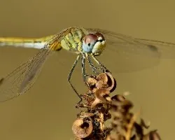 Sympetrum fonscolombii