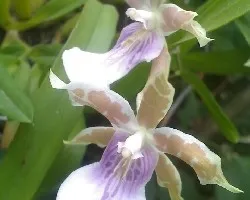 Orquidea