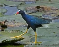 Porphyrio martinicus