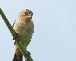 Sporophila minuta