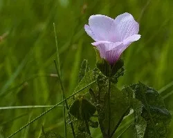 Hibiscus sp