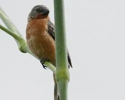 Sporophila minuta