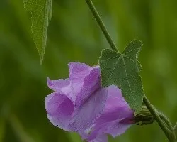 Hibiscus sp