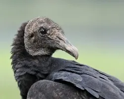 Coragyps atratus